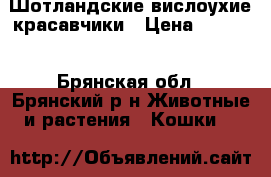 Шотландские вислоухие красавчики › Цена ­ 3 300 - Брянская обл., Брянский р-н Животные и растения » Кошки   